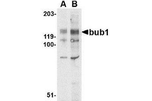Western blot analysis of bub1 in A-20 lysate with AP30171PU-N bub1 antibody at (A) 2 and (B) 4 μg/ml.