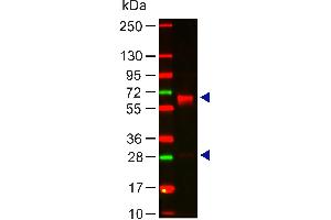 Western Blot of Rabbit Anti-HUMAN IgA (alpha chain) Antibody Lane 1: Human IgA Load: 100 ng per lane Primary antibody: HUMAN IgA (alpha chain) Antibody at 1:1000 for 60 min at RT Secondary antibody: DyLight 649 goat anti-rabbit at 1:20,000 for 30 min at RT Block: 5% BLOTTO 30 min at RT Predicted/Observed size: 60and 28 kDa, 60 and 28 kDa (Rabbit anti-Human IgA (Heavy Chain) Antibody - Preadsorbed)