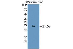 Western blot analysis of recombinant Human TNFa. (TNF alpha antibody  (AA 77-233))