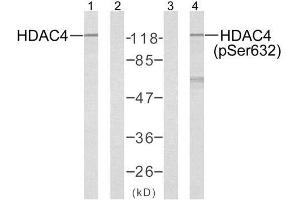 Western blot analysis of extracts from Jurkat cells using HDAC4 (Ab-632) antibody (E021141, Lane 1 and 2) and HDAC4 (phospho-Ser632) antibody (E011192, Lane 3 and 4) . (HDAC4 antibody)