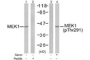 Image no. 1 for anti-Mitogen-Activated Protein Kinase Kinase 1 (MAP2K1) (pThr291), (pThr292) antibody (ABIN197067) (MEK1 antibody  (pThr291, pThr292))