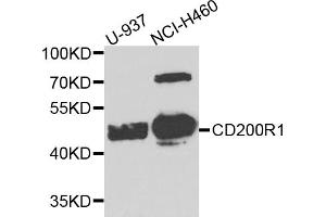 Western blot analysis of extracts of various cell lines, using CD200R1 antibody (ABIN5974544) at 1/1000 dilution.