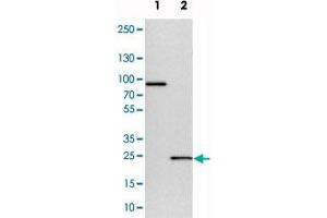 Western blot analysis of cell lysates with CCDC90B polyclonal antibody  at 1:250-1:500 dilution. (CCDC90B antibody)