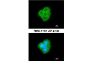 ICC/IF Image Immunofluorescence analysis of paraformaldehyde-fixed A431, using BCL2L10, antibody at 1:200 dilution. (BCL2L10 antibody)