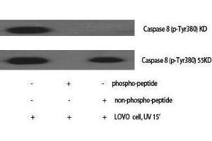 Western Blotting (WB) image for anti-Caspase 8 (CASP8) (pTyr380) antibody (ABIN3173070) (Caspase 8 antibody  (pTyr380))