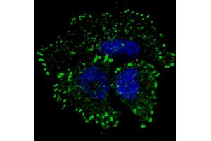 Fluorescent confocal image of MCF7 cells stained with phospho-ERBB2- antibody. (ErbB2/Her2 antibody  (pTyr1127))
