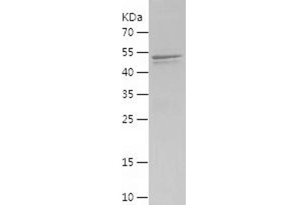 Rubicon Protein (AA 10-278) (His-IF2DI Tag)