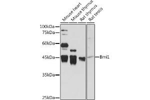 Western Blotting (WB) image for anti-BMI1 Polycomb Ring Finger Oncogene (BMI1) (AA 120-326) antibody (ABIN3020691)