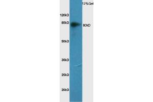 Rat lung lysate probed with Anti CD44 Polyclonal Antibody, Unconjugated (ABIN741270) at 1:200 overnight at 4 °C. (CD44 antibody  (AA 325-429))
