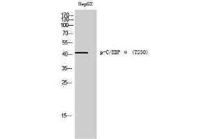Western Blotting (WB) image for anti-CCAAT/enhancer Binding Protein (C/EBP), alpha (CEBPA) (pThr230) antibody (ABIN3182356) (CEBPA antibody  (pThr230))