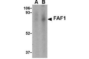 Western blot analysis of FAF1 in Jurkat cell lysate with AP30327PU-N FAF1 antibody at (A) 1 and (B) 2 μg/ml. (FAF1 antibody  (C-Term))