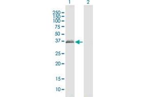 Western Blot analysis of PRPH2 expression in transfected 293T cell line by PRPH2 MaxPab polyclonal antibody.