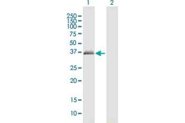 PRPH2 antibody  (AA 1-346)
