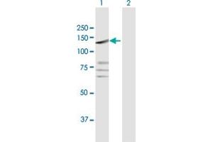 Western Blot analysis of PTPRN2 expression in transfected 293T cell line by PTPRN2 MaxPab polyclonal antibody. (PTPRN2 antibody  (AA 1-986))