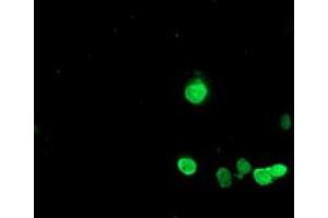 Anti-HES1 mouse monoclonal antibody (ABIN2455320) immunofluorescent staining of COS7 cells transiently transfected by pCMV6-ENTRY HES1 (RC211709). (HES1 antibody)