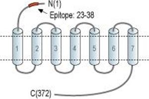 anti-Chemokine (C-X-C Motif) Receptor 5 (CXCR5) (AA 23-38), (Extracellular), (N-Term) antibody