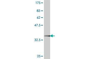 Western Blot detection against Immunogen (37. (BAT1 antibody  (AA 329-428))