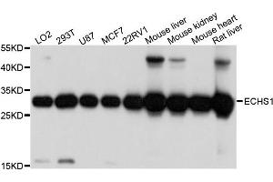 Western blot analysis of extracts of various cells, using ECHS1 antibody.