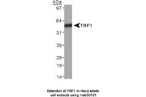 Image no. 1 for anti-Telomeric Repeat Binding Factor (NIMA-Interacting) 1 (TERF1) antibody (ABIN363255) (TRF1 antibody)