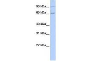 Image no. 1 for anti-IKAROS Family Zinc Finger 4 (Eos) (IKZF4) (AA 21-70) antibody (ABIN6742874) (IKZF4 antibody  (AA 21-70))