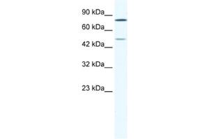 Western Blotting (WB) image for anti-Zinc Finger Protein 12 (ZNF12) antibody (ABIN2461598) (ZNF12 antibody)