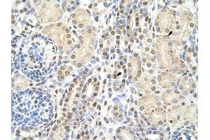 TMED4 antibody was used for immunohistochemistry at a concentration of 4-8 ug/ml to stain Epithelial cells of renal tubule (arrows) in Human Kidney.