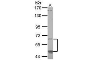 Image no. 1 for anti-CAMP Responsive Element Binding Protein 3-Like 1 (CREB3L1) (AA 1-294) antibody (ABIN1497630)