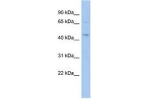 Image no. 1 for anti-Actin-Like 9 (ACTL9) (AA 143-192) antibody (ABIN6743880) (ACTL9 antibody  (AA 143-192))