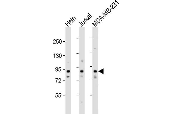 MYSM1 antibody  (N-Term)