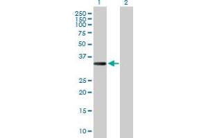 Western Blot analysis of COL23A1 expression in transfected 293T cell line by COL23A1 MaxPab polyclonal antibody. (COL23A1 antibody  (AA 1-309))