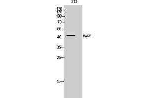 Western Blotting (WB) image for anti-Advanced Glycosylation End Product-Specific Receptor (AGER) antibody (ABIN5958931) (RAGE antibody)