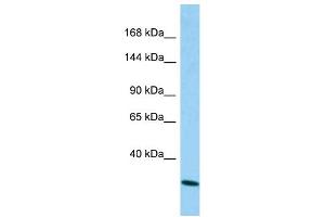 Host: Rabbit Target Name: CAPRIN2 Sample Type: A549 Whole Cell lysates Antibody Dilution: 1. (CAPRIN2 antibody  (N-Term))