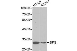 Western blot analysis of extracts of various cell lines, using SFN antibody. (14-3-3 sigma/SFN antibody  (AA 1-248))