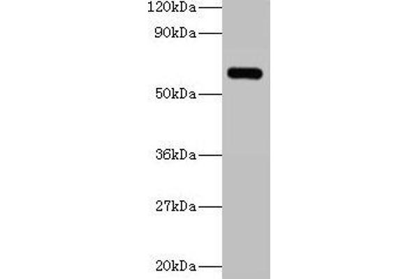 YARS antibody  (AA 2-528)