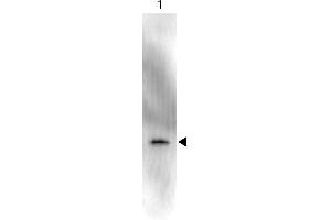 Western Blot of Anti-GFP (MOUSE) Monoclonal Antibody Peroxidase Conjugate. (GFP antibody  (AA 246) (HRP))