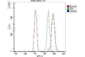 Flow Cytometry analysis of U20S cells using anti-IQGAP2 antibody (ABIN5692877). (IQGAP2 antibody  (AA 1329-1544))