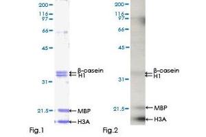 CLK2 Protein (AA 1-498) (GST tag)