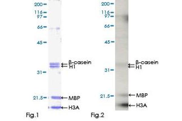 CLK2 Protein (AA 1-498) (GST tag)