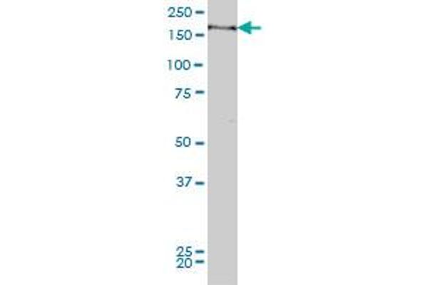 Myopalladin antibody  (AA 61-170)