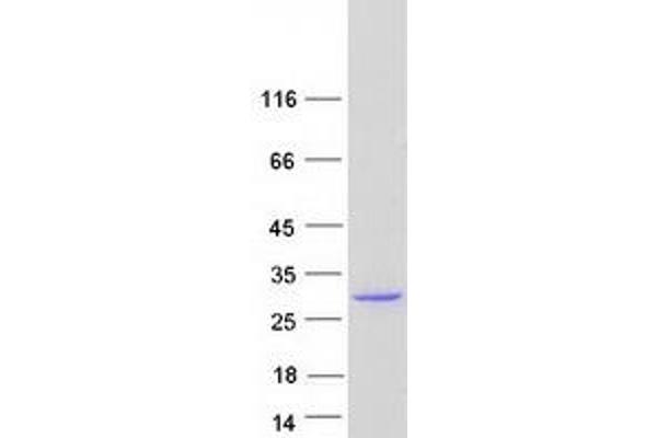 Tescalcin Protein (TESC) (Myc-DYKDDDDK Tag)