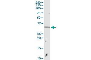 EMX2 MaxPab rabbit polyclonal antibody. (EMX2 antibody  (AA 1-252))