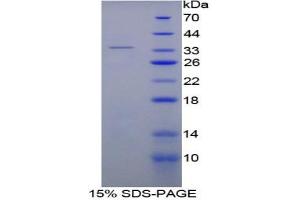 SDS-PAGE analysis of Rat Thrombin Protein. (SERPINC1 Protein)