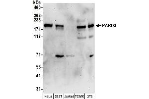 anti-Par-3 Partitioning Defective 3 Homolog (PARD3) (AA 1306-1356) antibody