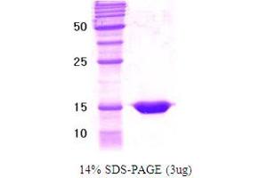 SDS-PAGE (SDS) image for Retinoid X Receptor, gamma (RXRG) (AA 111-228) protein (ABIN666801)