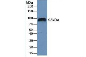 Rabbit Detection antibody from the kit in WB with Positive Control: Sample Human Serum. (HIF1A ELISA Kit)