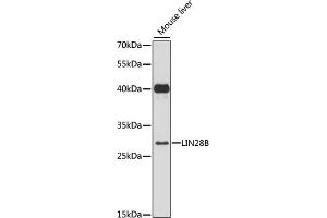 Western blot analysis of extracts of mouse liver, using LIN28B antibody (ABIN6131865, ABIN6143240, ABIN6143242 and ABIN6216782) at 1:3000 dilution.