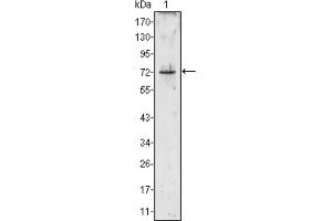 Western blot analysis using PRTN3 antibody against PRTN3 (aa28-256) -hIgGFc transfected HEK293 cell lysate (1). (PRTN3 antibody)