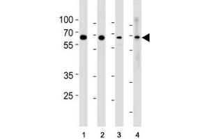p65 antibody western blot analysis in (1) HeLa, (2) MCF-7, (3) Raji and (4) Ramos lysate. (NF-kB p65 antibody  (AA 10-37))