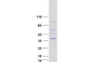 Validation with Western Blot (ASCL1 Protein (Myc-DYKDDDDK Tag))