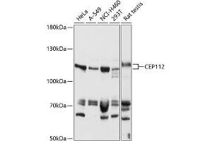 Western blot analysis of extracts of various cell lines, using CEP112 antibody (ABIN7266437) at 1:1000 dilution. (CCDC46 antibody  (AA 1-240))